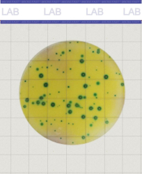 MicroFast Lactic Acid Bacteria Count Plate