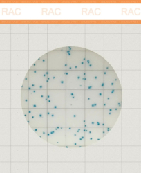 MicroFast Rapid Yeast & Mold Count Plate